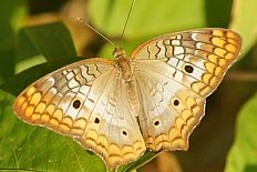 Ypsolophus abebaea - Weißer Pfauhahn Schmetterling (White Peacock)